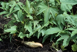 Images Dated 25th October 2010: Yam / Sweet Potato - with exposed tuber