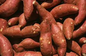 Potato Prints: Yams PM 9417 Sweet Potato Ipomeoa batatus © Pat Morris / ARDEA LONDON