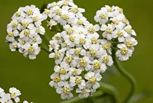 Composite Prints: Yarrow - flowers in close-up. Dorset