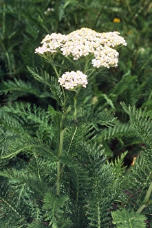 Images Dated 31st August 2007: Yarrow - medicinal (fever) Fam:Asteraceae