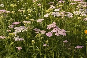 Images Dated 9th July 2006: Yarrow, pink form