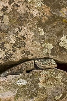 Images Dated 24th July 2009: Yarrow's Spiny Lizard - Arizona - USA