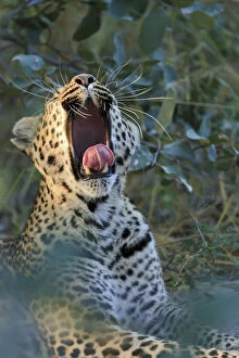 Yawning leopard with tongue stretched out