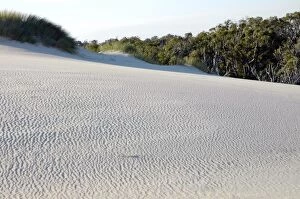 Yeagarup Dune, 10 kms in length, encroaching on and burying adjacent forest