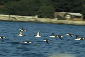 Shearwater Prints: Yelkouan / Levantine Shearwater The Bosphorus Strait