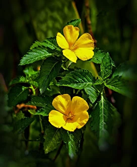 Botanical Gallery: Yellow alder, Falmouth Harbor, Antigua