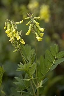 Images Dated 12th July 2006: Yellow alpine milk-vetch