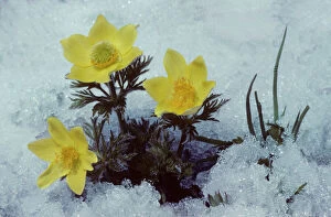 Yellow Alpine Pasqueflower in snow
