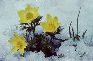 Alpine Collection: Yellow Alpine Pasqueflower in snow - Passo Stelvio - Italy