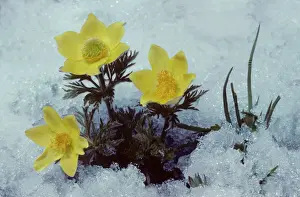 Alps Prints: Yellow Alpine Pasqueflower in snow - Passo Stelvio - Italy