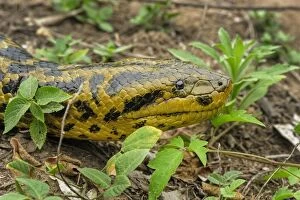 Yellow Anaconda / Paraguayan Anaconda, head, Pantanal
