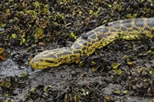 Yellow Anaconda / Paraguayan Anaconda, Pantanal