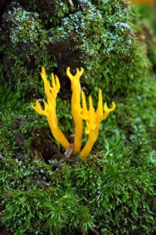 Mosses Prints: Yellow Antler Fungus - is a fruit body that is firmly attached to conifer stumps or roots