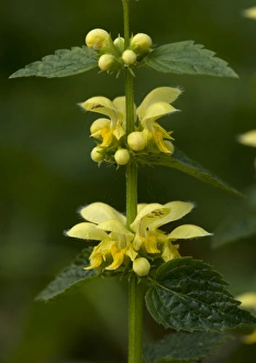 Images Dated 4th May 2005: Yellow archangel