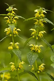 Yellow Archangel (Lamiastrum galeobdolon) in flower in spring. Old woodland plant in UK