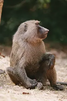 Yellow Baboon AW 5096 Gombe Tanzania Papio cynocphalus © Adrian Warren / ARDEA LONDON