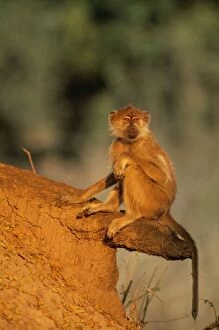 Baboons Gallery: Yellow BABOON - Basking in the light of the early morning