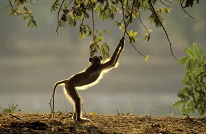 Monkey Prints: Yellow Baboon - playful in the morning; South Luangwa National Park