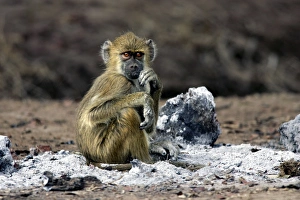 Images Dated 7th July 2004: Yellow Baboon - sitting in ash of fire. South Langwa valley - Zambia - Africa