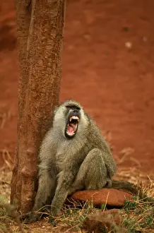 Yellow Baboon - Vocalising on ground next to tree - Kenya - Africa JFL00960