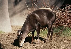Images Dated 2nd September 2004: Yellow-backed Duiker