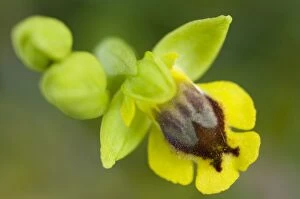 Images Dated 3rd April 2010: Yellow Bee Orchid / Yellow Ophrys - close up