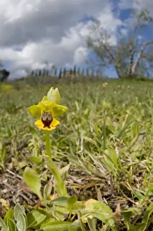 Yellow Bee Orchid / Yellow Ophrys - in habitat - Italy