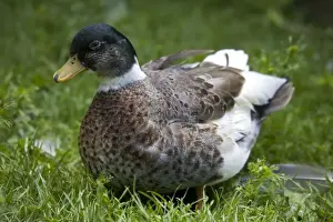 Yellow-bellied call Duck - part of a collection of specialised ducks and poultry at Fownhope near Ross UK