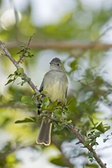 Yellow-bellied Elaenia - sitting on branch