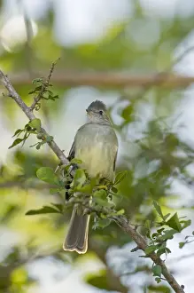 Tobago Prints: Yellow-bellied Elaenia - sitting on branch - Tobago