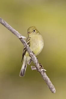 Images Dated 27th May 2008: Yellow-bellied Flycatcher