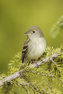Yellow-bellied Flycatcher - June - Maine - USA