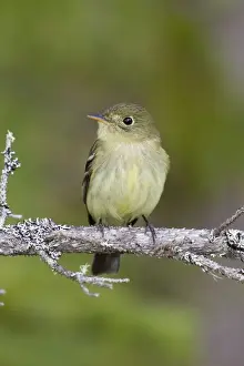 Flycatcher Prints: Yellow-bellied Flycatcher - spring - northern Maine - USA