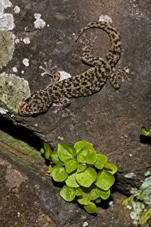 Images Dated 5th August 2011: Yellow-bellied Gecko - Santa Rosa National Park - Tropical dry forest - Costa Rica