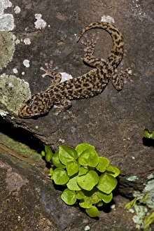Images Dated 5th August 2011: Yellow-bellied Gecko - Santa Rosa National Park - Tropical dry forest - Costa Rica