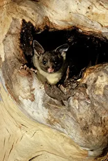 Yellow Bellied Prints: Yellow-bellied Glider - In hollow of tree - South coast New South Wales