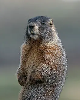 yellow-bellied-marmot-