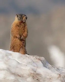 High Prints: Yellow-bellied marmot, Mount Evans Wilderness, Colorado Date: 16-06-2021
