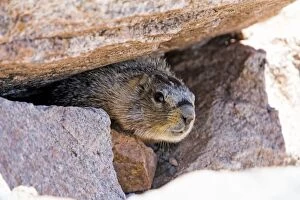 Images Dated 15th June 2013: Yellow-bellied Marmot - peering out of boulders