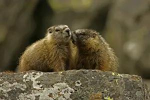 Yellow-bellied Marmots - Young - Found in central to northwestern United States - Lives on rocky slopes or outcrops-on sides of mountain and meadows in nest sites among piles of boulders - Lives in groups or harems defended by a dominate