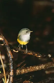 Yellow Bellied Robin JPF 12477 Endemic to New Caledonia, forest dwellers. Eopsaltria flaviventris © Jean-Paul Ferrero / ardea. com