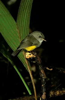 Yellow Bellied Prints: Yellow-bellied Robin - Perched on branch JPF52133