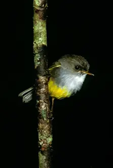 Yellow Bellied Prints: Yellow-bellied Robin - Perched on branch JPF52135