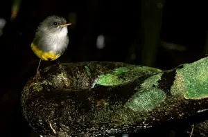 Yellow Bellied Prints: Yellow-bellied Robin - Perched on log JPF52134