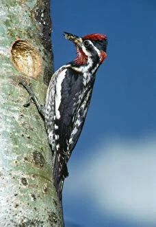 Images Dated 31st March 2006: Yellow-bellied Sapsucker