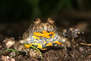 Yellow-bellied Toad