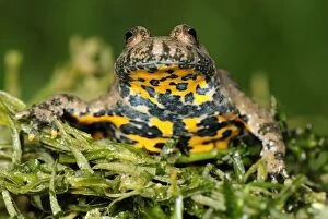 Yellow-bellied Toad (Bombina variegata)