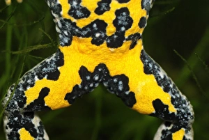 Patterns Collection: Yellow-bellied Toad - close-up of underside - Switzerland