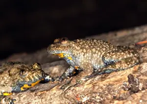 Yellow-bellied Toad Europe