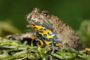 Yellow-bellied Toad - Switzerland